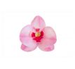 Jedlá oblátková ORCHIDEA 8cm 10ks